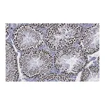Merck Anti-Sirt1 (Sir2) Antibody, clone 1G16, ZooMAb Rabbit Monoclonal