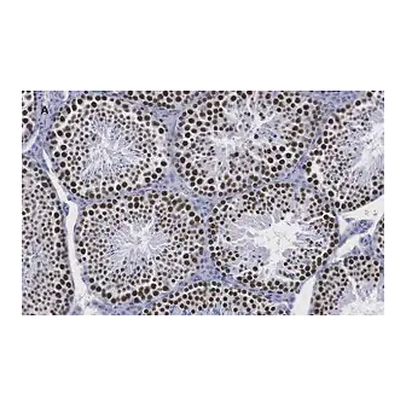 Merck Anti-Sirt1 (Sir2) Antibody, clone 1G16, ZooMAb Rabbit Monoclonal