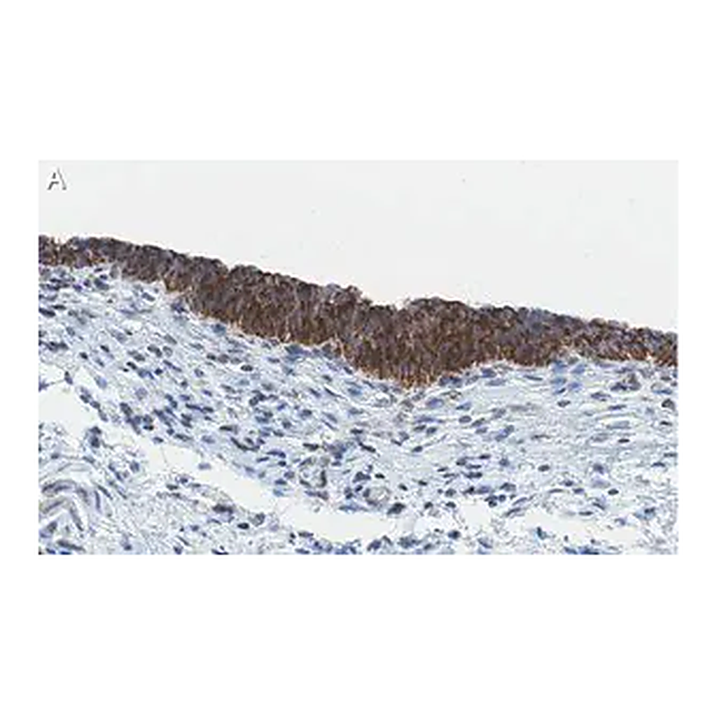 Merck Anti-Bak Antibody, clone 2D18 ZooMAb Rabbit Monoclonal