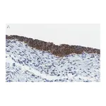 Merck Anti-Bak Antibody, clone 2D18 ZooMAb Rabbit Monoclonal