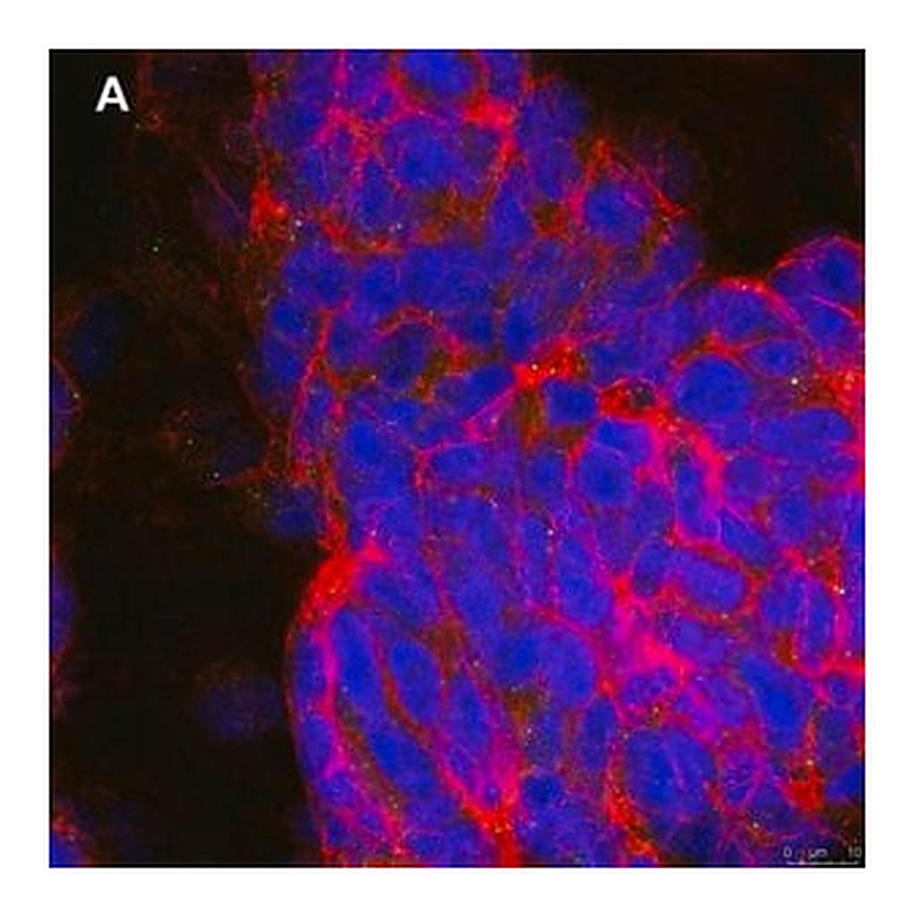 Merck Anti-phospho-TrkB (Tyr816) Antibody, clone 2C21 ZooMAb Rabbit Monoclonal