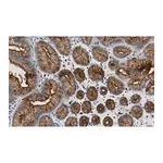 Merck Anti-MUC1 Antibody, clone 1F23 ZooMAb Rabbit Monoclonal