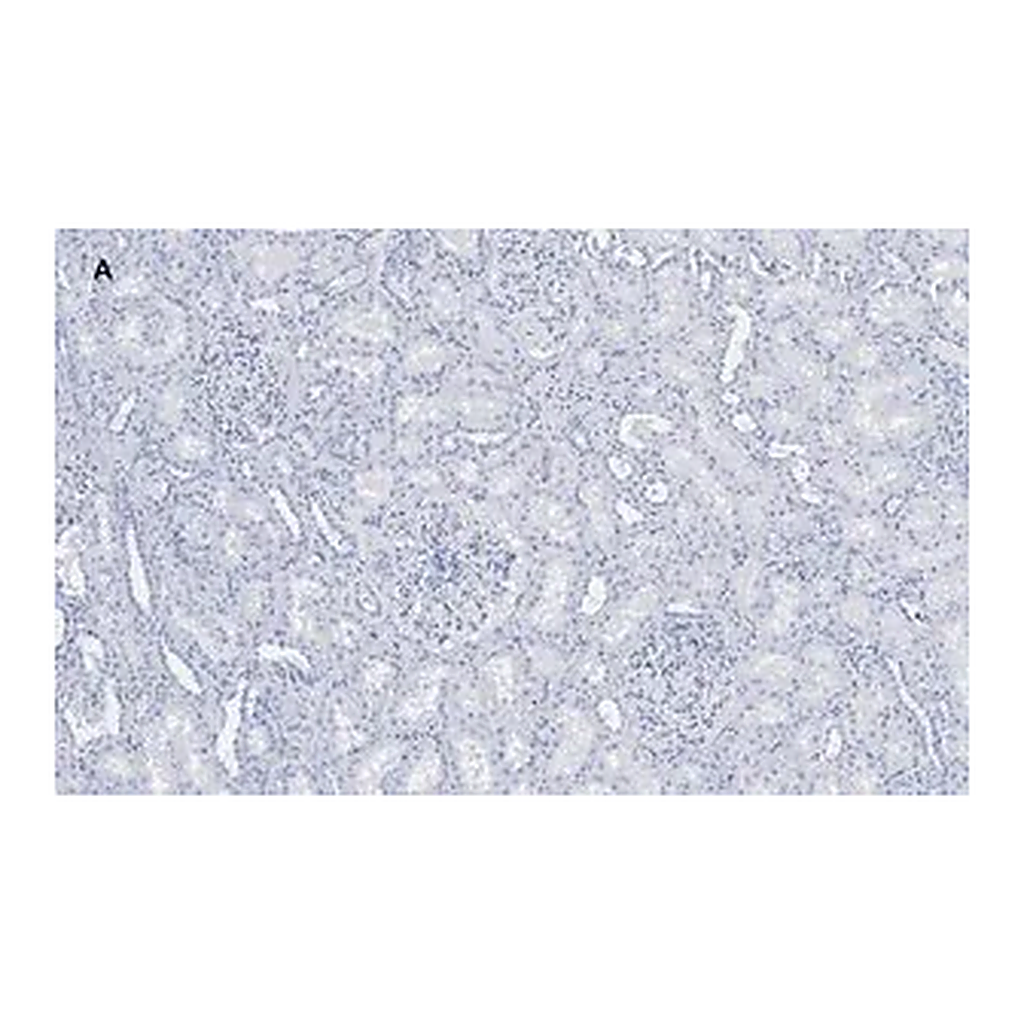 Merck Anti-Nestin Antibody, clone 8B8, ZooMAb Rabbit Monoclonal