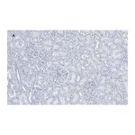 Merck Anti-Nestin Antibody, clone 8B8, ZooMAb Rabbit Monoclonal