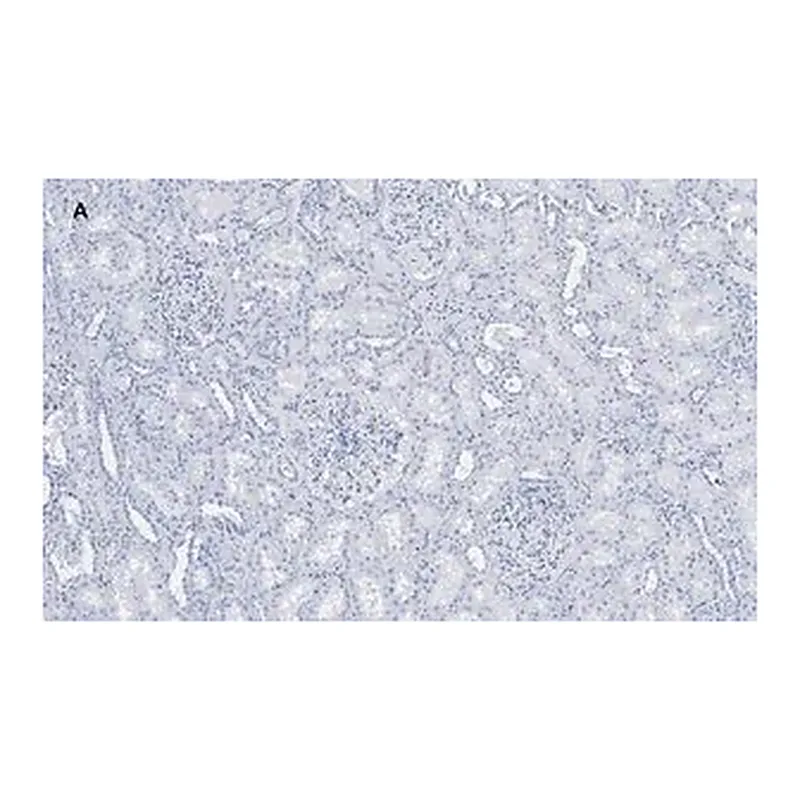 Merck Anti-Nestin Antibody, clone 8B8, ZooMAb Rabbit Monoclonal