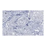 Merck Anti-phospho JNK (Thr183, Tyr185) Antibody, clone 3F7, ZooMAb Rabbit Monoclonal