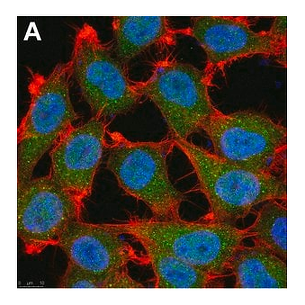 Merck Anti-p16 Antibody, clone D25 ZooMAb Mouse Monoclonal