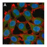 Merck Anti-p16 Antibody, clone D25 ZooMAb Mouse Monoclonal