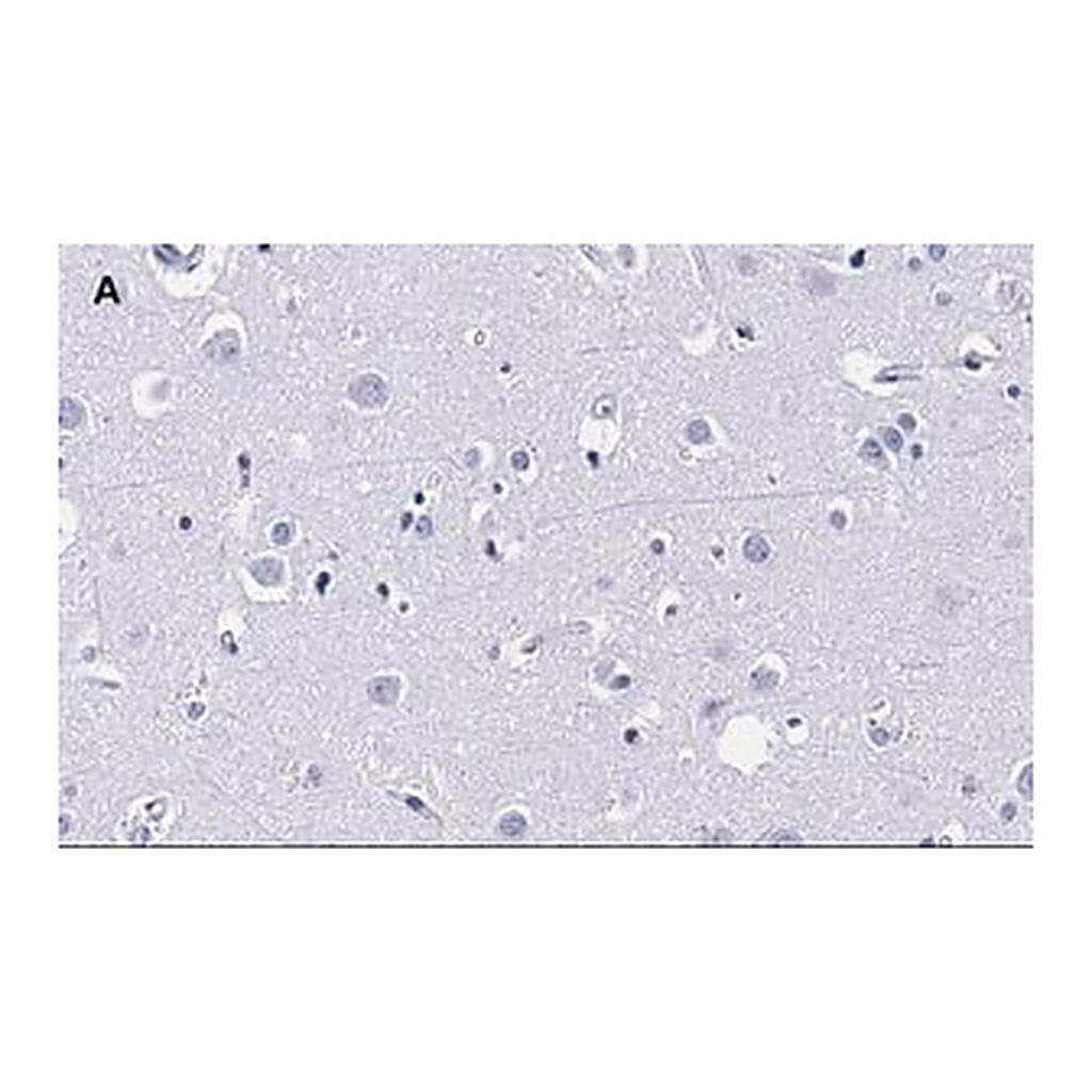 Merck Anti-MBP Antibody, clone 2N6 , ZooMAb Rabbit Monoclonal