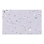 Merck Anti-MBP Antibody, clone 2N6 , ZooMAb Rabbit Monoclonal
