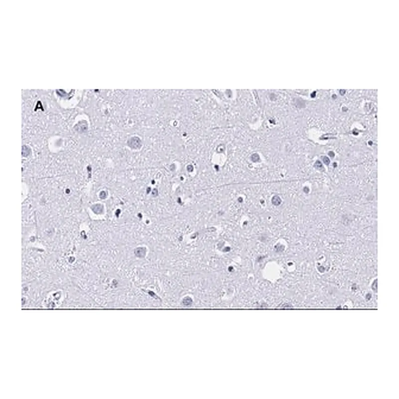 Merck Anti-MBP Antibody, clone 2N6 , ZooMAb Rabbit Monoclonal