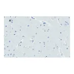 Merck Anti-Huntingtin Protein Antibody, clone 1M11, ZooMAb Rabbit Monoclonal