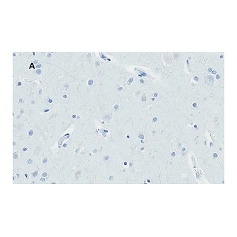 Merck Anti-Huntingtin Protein Antibody, clone 1M11, ZooMAb Rabbit Monoclonal