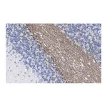 Merck Anti-MAG Antibody, clone 513 ZooMAb Mouse Monoclonal