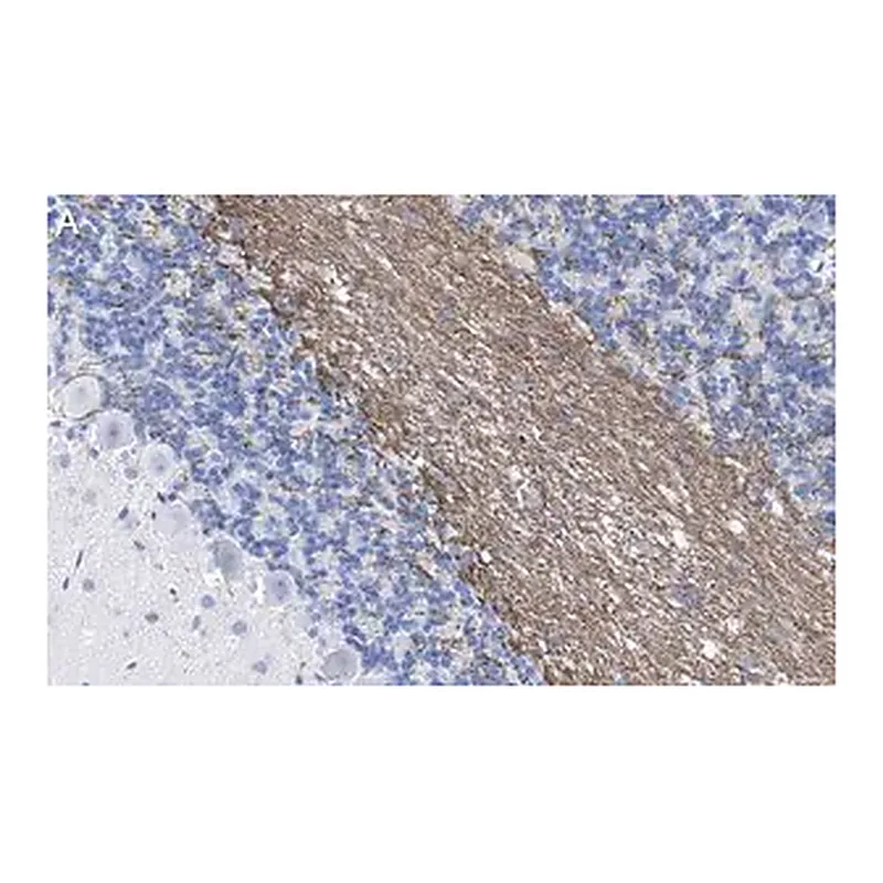 Merck Anti-MAG Antibody, clone 513 ZooMAb Mouse Monoclonal
