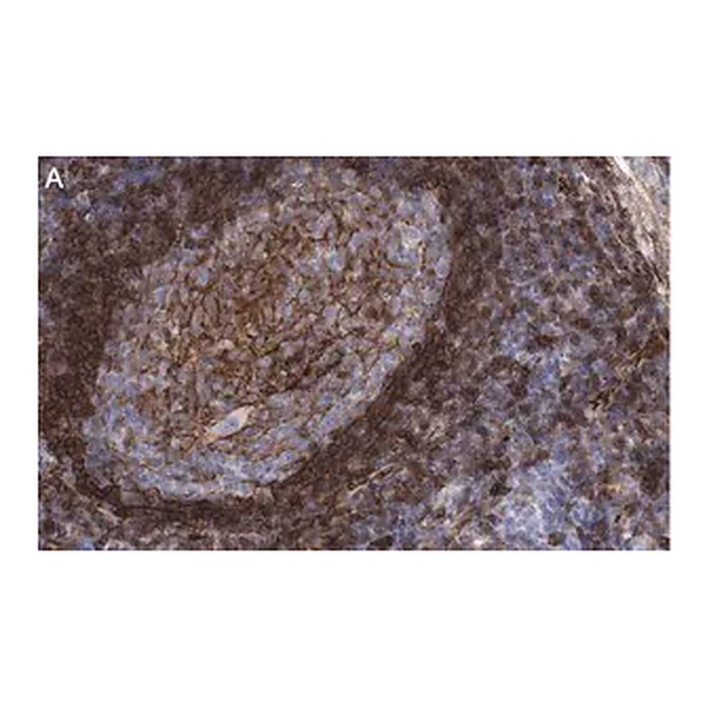 Merck Anti-CD73 (NT5E) Antibody, clone 1F22 ZooMAb Rabbit Monoclonal