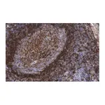 Merck Anti-CD73 (NT5E) Antibody, clone 1F22 ZooMAb Rabbit Monoclonal