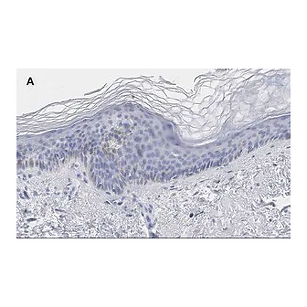 Merck Anti-phos-AMPKα (Thr172) Antibody, clone 5J23 , ZooMAb Rabbit Monoclonal