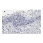 Merck Anti-phos-AMPKα (Thr172) Antibody, clone 5J23 , ZooMAb Rabbit Monoclonal