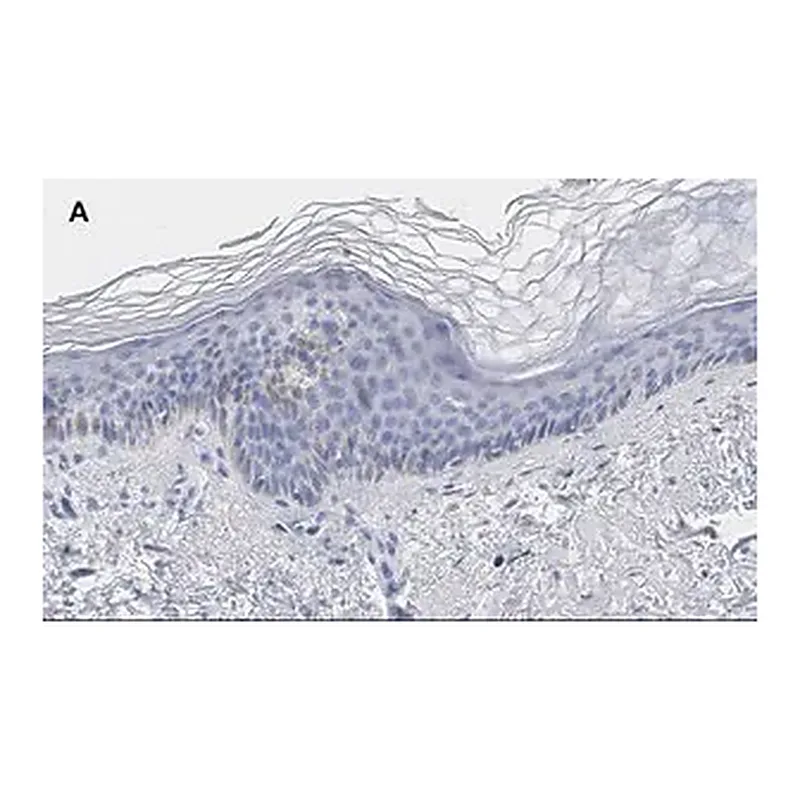 Merck Anti-phos-AMPKα (Thr172) Antibody, clone 5J23 , ZooMAb Rabbit Monoclonal