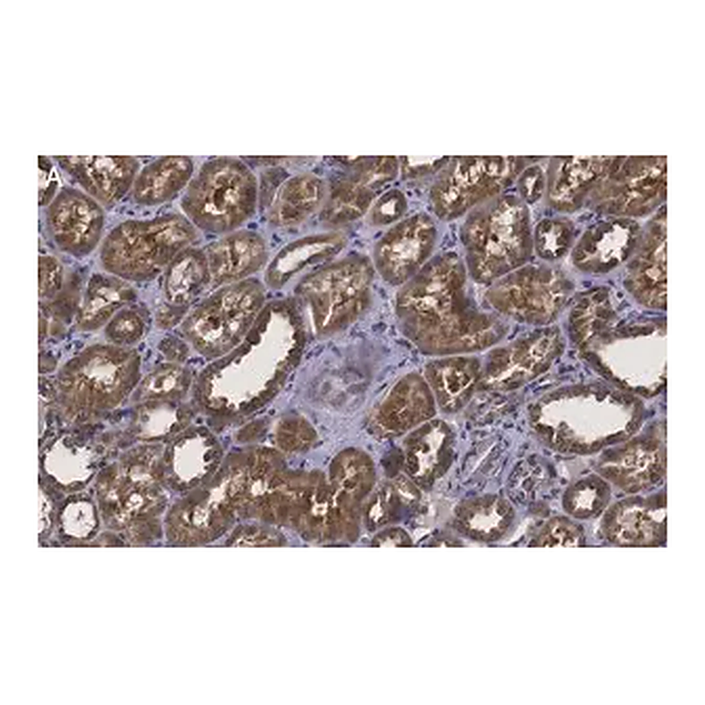 Merck Anti-Erythropoietin Antibody, clone 6E5, ZooMAb Rabbit Monoclonal
