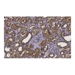 Merck Anti-Erythropoietin Antibody, clone 6E5, ZooMAb Rabbit Monoclonal