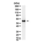 Merck Anti-Myc tag Antibody, clone 9E10 ZooMAb Mouse Monoclonal