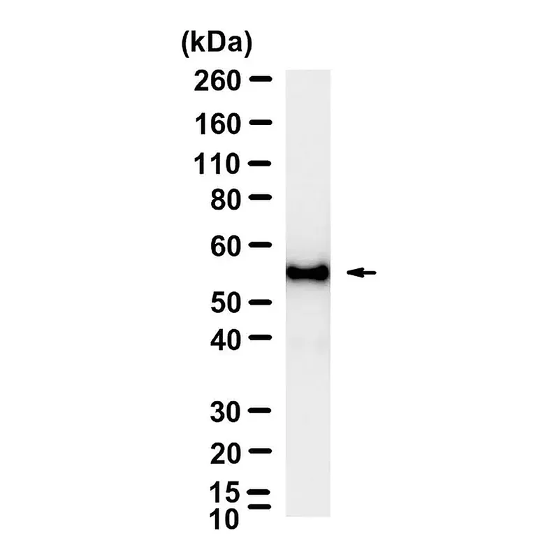 Merck Anti-Myc tag Antibody, clone 9E10 ZooMAb Mouse Monoclonal