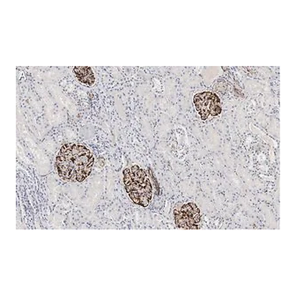 Merck Anti-Nestin Antibody, clone 10C2 ZooMAb Mouse Monoclonal