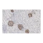 Merck Anti-Nestin Antibody, clone 10C2 ZooMAb Mouse Monoclonal