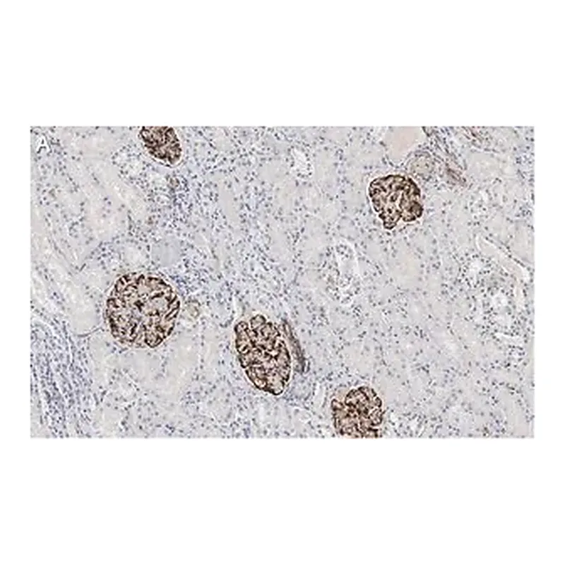 Merck Anti-Nestin Antibody, clone 10C2 ZooMAb Mouse Monoclonal