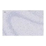 Merck Anti-GluR2 Antibody, clone 1K4, ZooMAb Rabbit Monoclonal