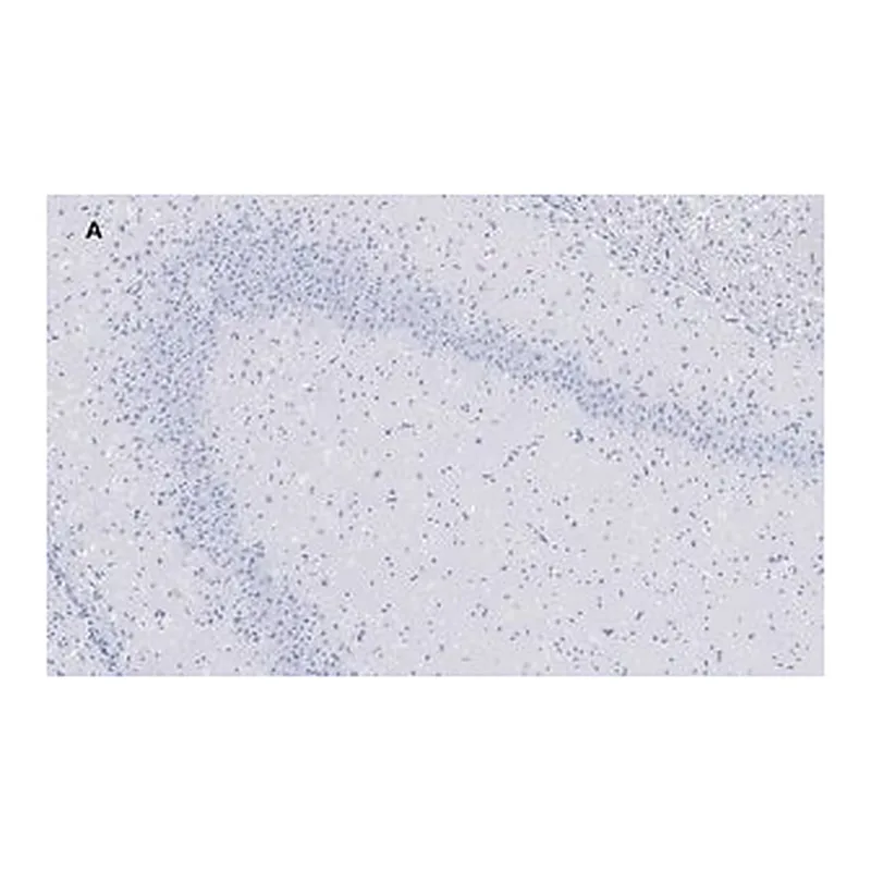 Merck Anti-GluR2 Antibody, clone 1K4, ZooMAb Rabbit Monoclonal