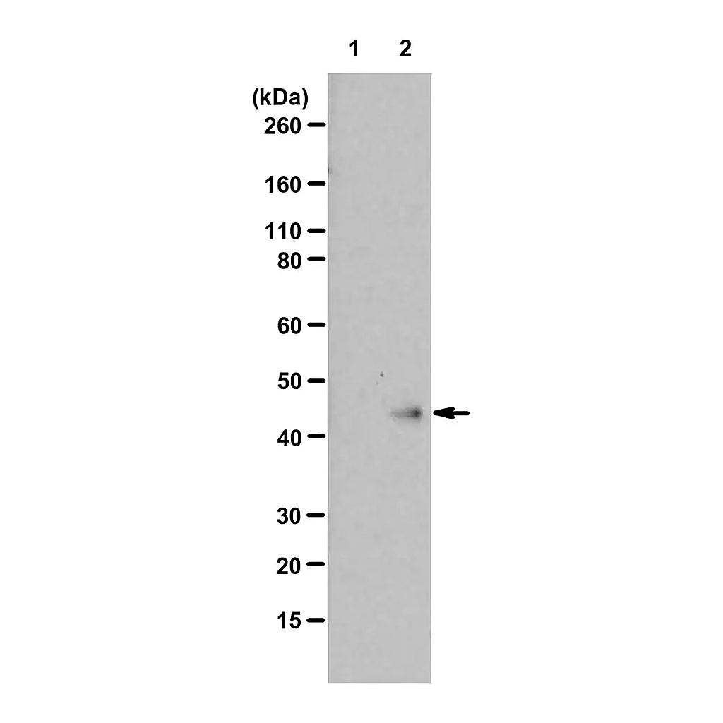 Merck Anti-N1-Phosphohistidine (1-pHis) Antibody, clone SC1-1, ZooMAb Rabbit Monoclonal
