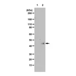 Merck Anti-N1-Phosphohistidine (1-pHis) Antibody, clone SC1-1, ZooMAb Rabbit Monoclonal