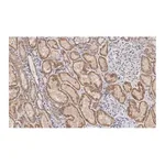 Merck Anti-Claudin 6 Antibody, clone 1B22 ZooMAb Rabbit Monoclonal