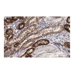 Merck Anti-Na+/K+ ATPase α-1 Antibody, clone C464.6 ZooMAb Mouse Monoclonal