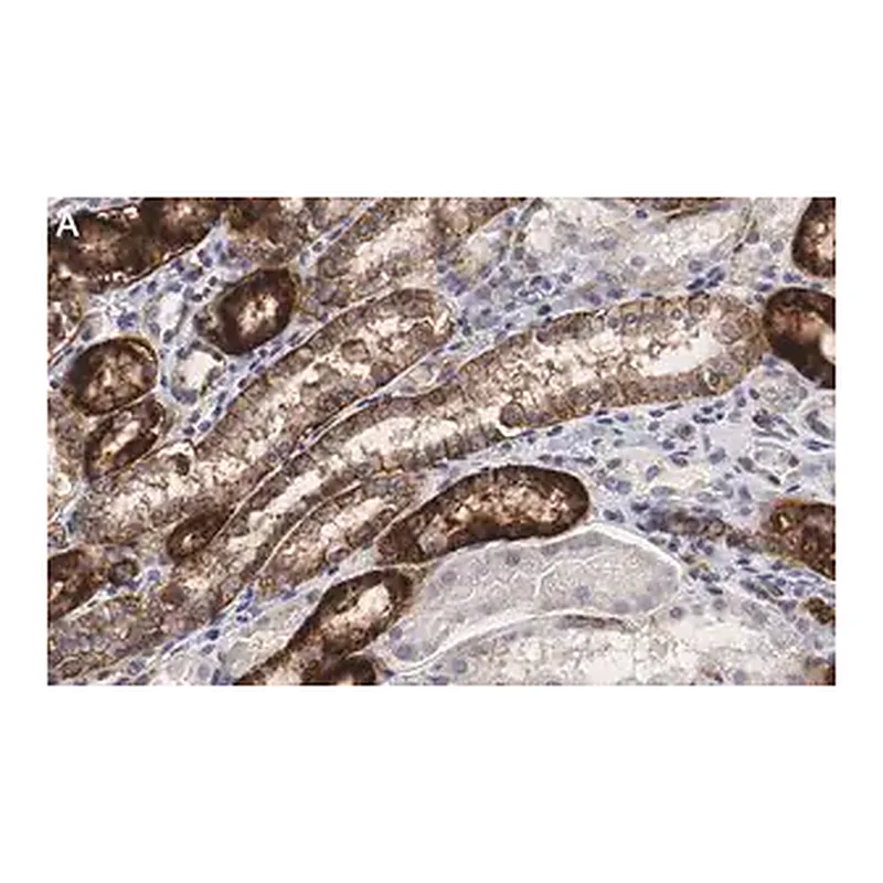 Merck Anti-Na+/K+ ATPase α-1 Antibody, clone C464.6 ZooMAb Mouse Monoclonal