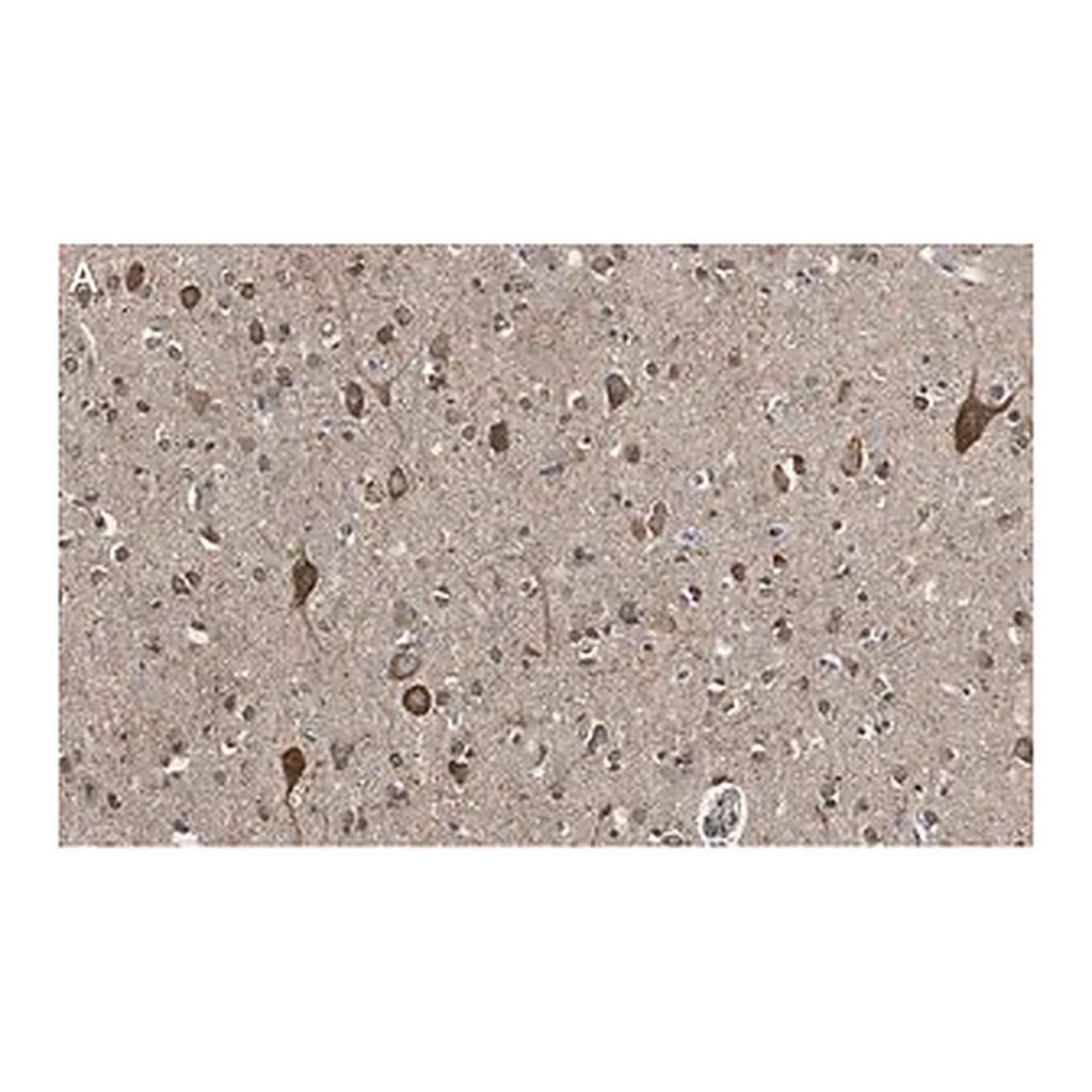 Merck Anti-VGLUT2 Antibody, clone 8G9.2 ZooMAb Mouse Monoclonal