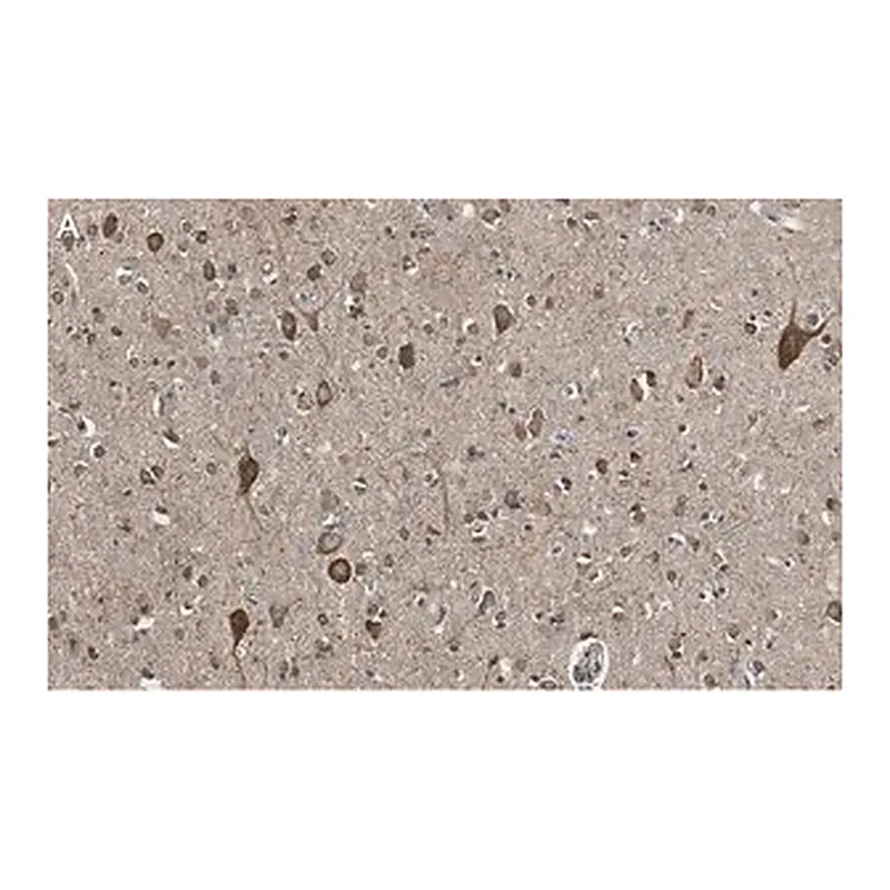 Merck Anti-VGLUT2 Antibody, clone 8G9.2 ZooMAb Mouse Monoclonal