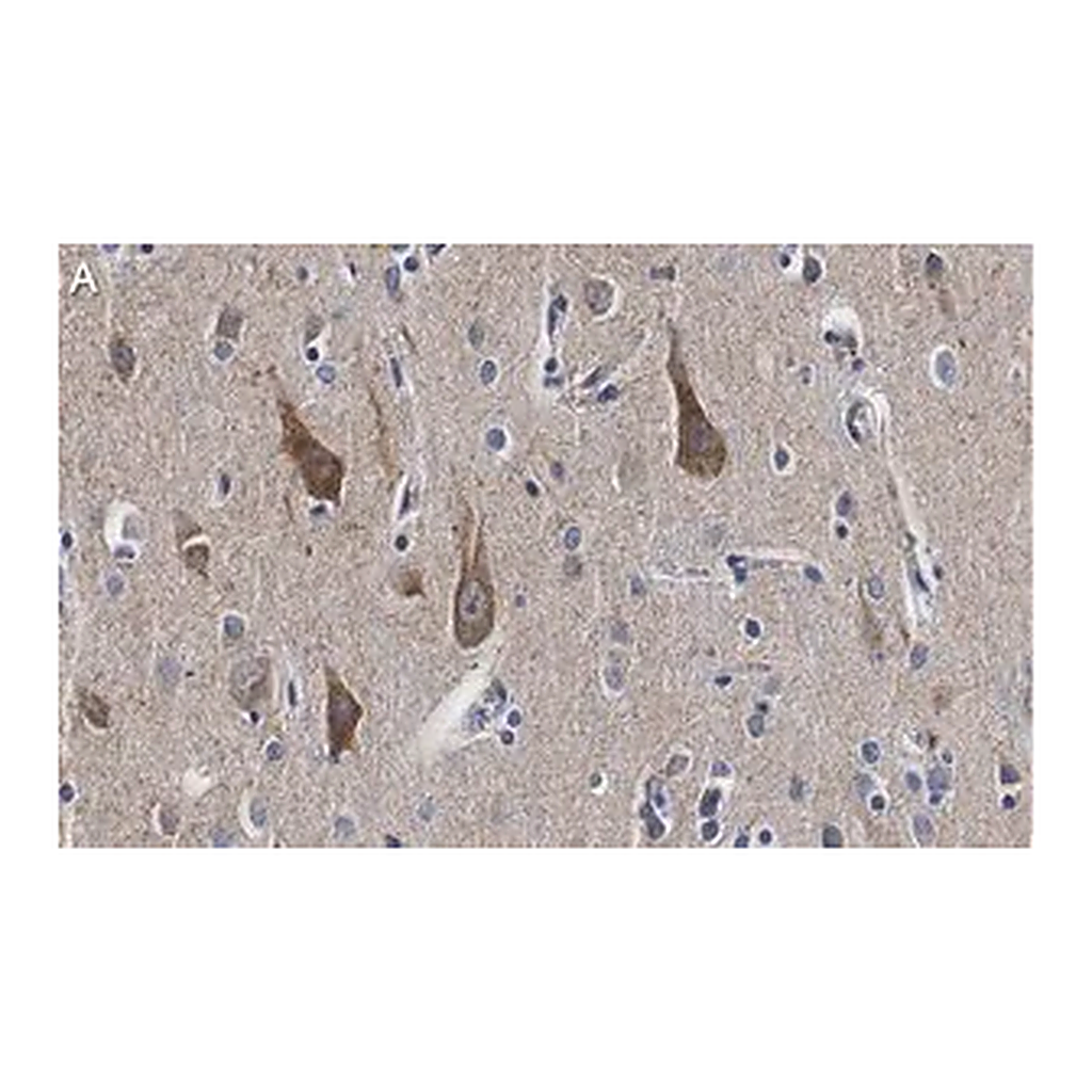 Merck Anti-TOMM20 Antibody, clone 5H22 ZooMAb Rabbit Monoclonal