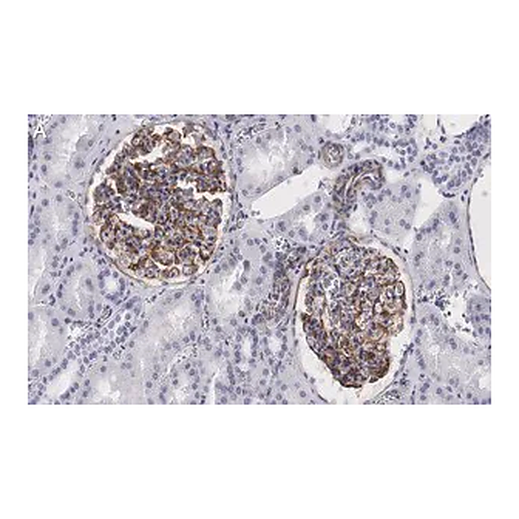 Merck Anti-Vimentin Antibody, clone 2I13 ZooMAb Rabbit Monoclonal