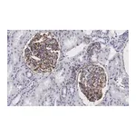 Merck Anti-Vimentin Antibody, clone 2I13 ZooMAb Rabbit Monoclonal