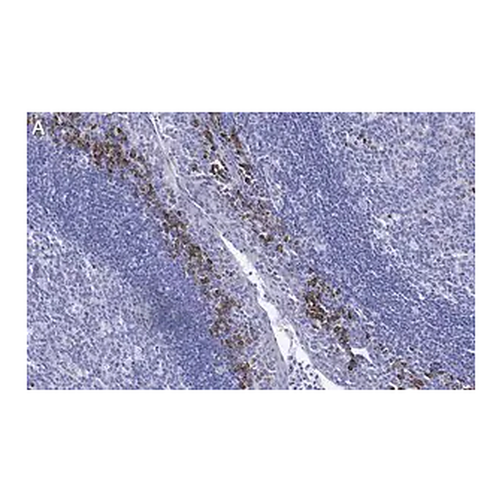 Merck Anti-β-Tubulin Antibody, clone 1C9 ZooMAb Rabbit Monoclonal