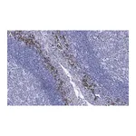 Merck Anti-β-Tubulin Antibody, clone 1C9 ZooMAb Rabbit Monoclonal