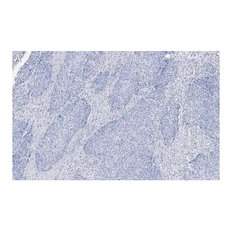 Merck Anti-Integrin β1 Antibody, clone 1A27 , ZooMAb Rabbit Monoclonal