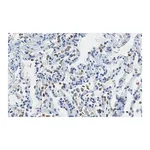 Merck Anti-SFTPC Antibody, clone 3F18 ZooMAb Rabbit Monoclonal