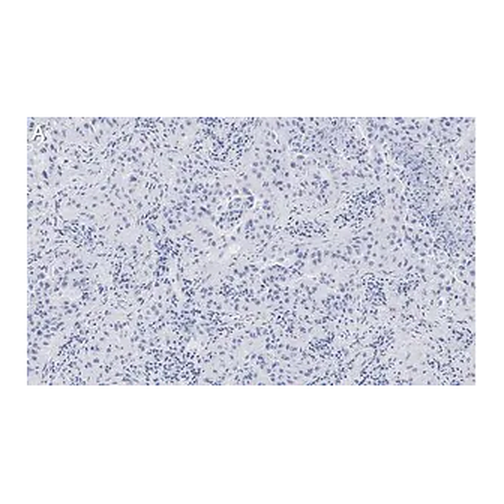 Merck Anti-Integrin pan-αV Antibody, clone EM01309 , ZooMAb Rabbit Monoclonal