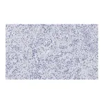 Merck Anti-Integrin pan-αV Antibody, clone EM01309 , ZooMAb Rabbit Monoclonal