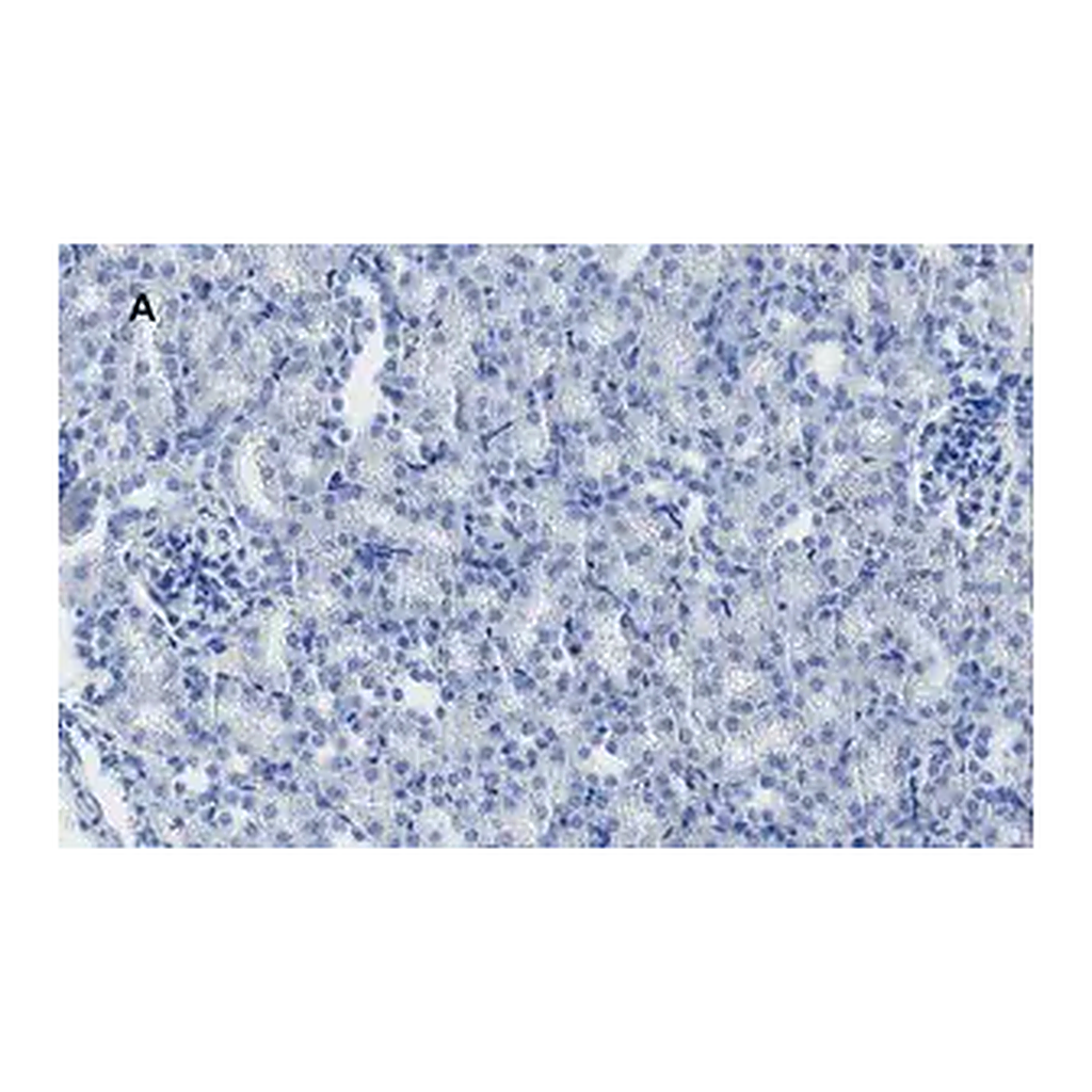 Merck Anti-MLKL Antibody, clone 3F13, ZooMAb Rabbit Monoclonal